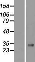 IGFBP3 Protein (Over-Expression Lysate Myc-DDK (Flag))