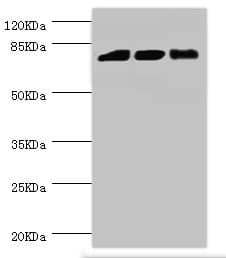 DGKA Antibody