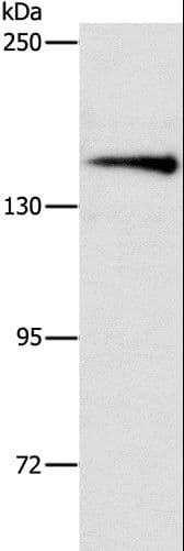 ARHGEF11 Antibody