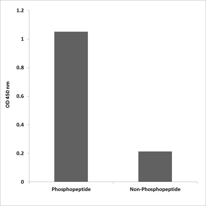 LYN Antibody (phospho-Tyr192)