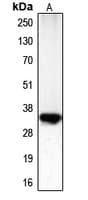 Polyclonal Rabbit anti-Human CDK1 / CDC2 Antibody (phospho-Thr161, IHC, IF, WB)