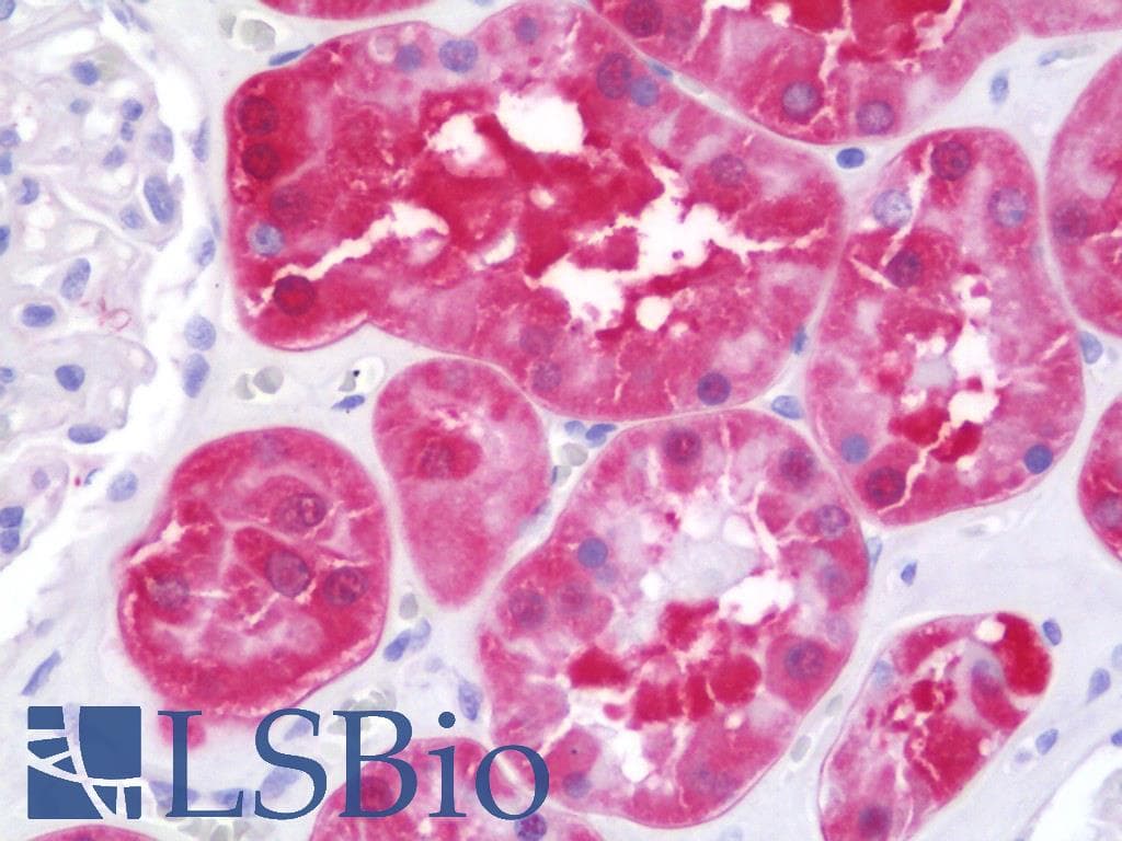 IHC-plus™ Monoclonal Mouse anti-Human PEPD / PROLIDASE Antibody (clone 1B7, IHC, IF, WB)