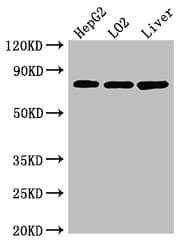 XRCC5 / Ku80 Antibody
