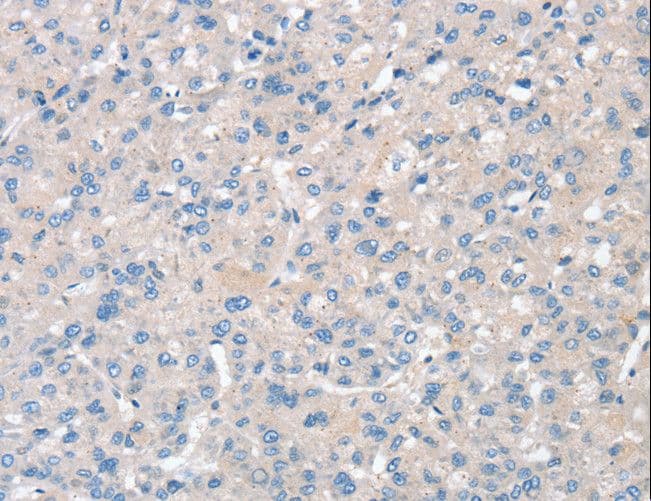 SNX3 Antibody