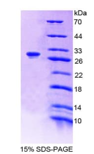 Mouse PAOX / PAO Protein (Recombinant His-T7)