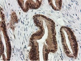 SMS / Spermine Synthase Antibody (clone OTI2G8)