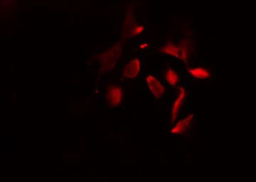 GRG4 / TLE4 Antibody