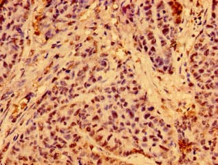 C19orf12 Antibody