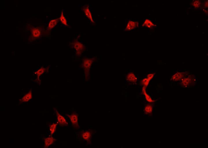 JUN / c-Jun Antibody