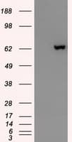 GAD1 / GAD67 Antibody (clone OTI3H2)
