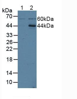 ICAM2 / CD102 Antibody (aa29-247)