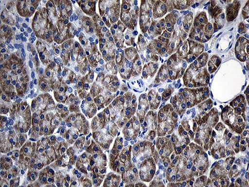 AFAP1 / AFAP Antibody (clone OTI3G4)