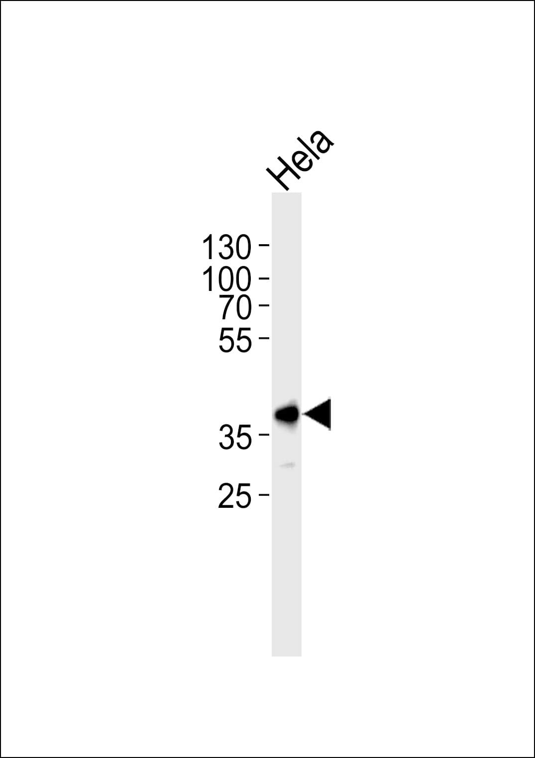 Polyclonal Rabbit anti-Mouse PBK / TOPK Antibody (aa58-86, WB)