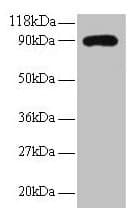 IHC-plus™ Polyclonal Rabbit anti-Human RPL38 / Ribosomal Protein L38 Antibody (IHC, WB)