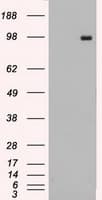 TYRO3 Antibody (clone OTI2D11)