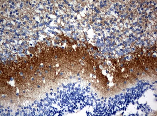 SYT4 Antibody (clone UMAB128)