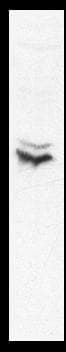 CREB1 / CREB Antibody (N-Terminus)