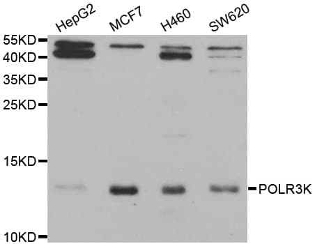 C11 / POLR3K Antibody
