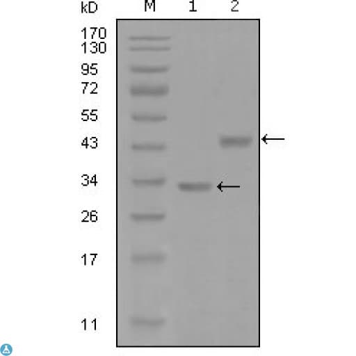 SKP2 Antibody