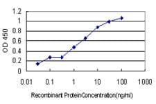 Monoclonal Mouse anti-Human GTPCH1 / GCH1 Antibody (clone 4A12, WB)