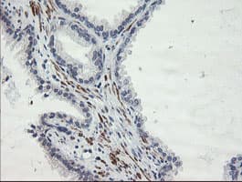 SENP2 Antibody (clone OTI1D4)
