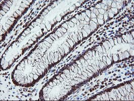 FATE1 Antibody (clone OTI1A1)