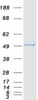 Human SMYD3 Protein (Recombinant Myc-DDK (Flag))