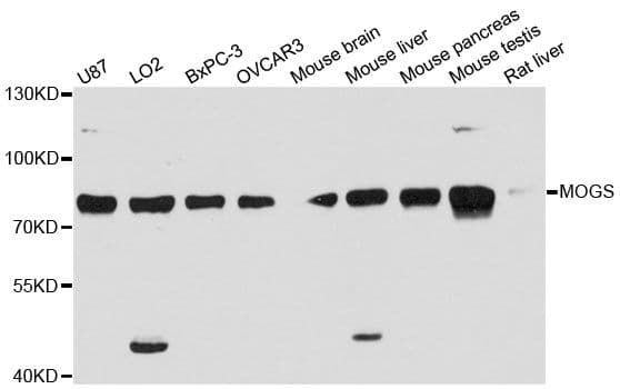 GCS1 / MOGS Antibody