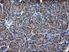 DSTN / Destrin Antibody (clone OTI1C5, Carrier-free)