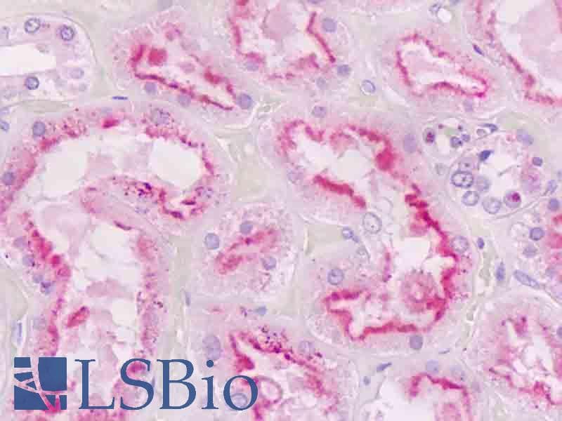 IHC-plus™ GNAQ Antibody (aa52-78)