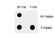 MAP3K7 / TAK1 Antibody (phospho-Ser192)