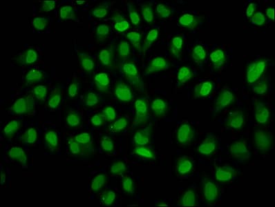 Polyclonal Rabbit anti-Human HIST1H4I Antibody (IHC, IF)