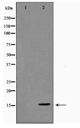 Histone H3 Antibody