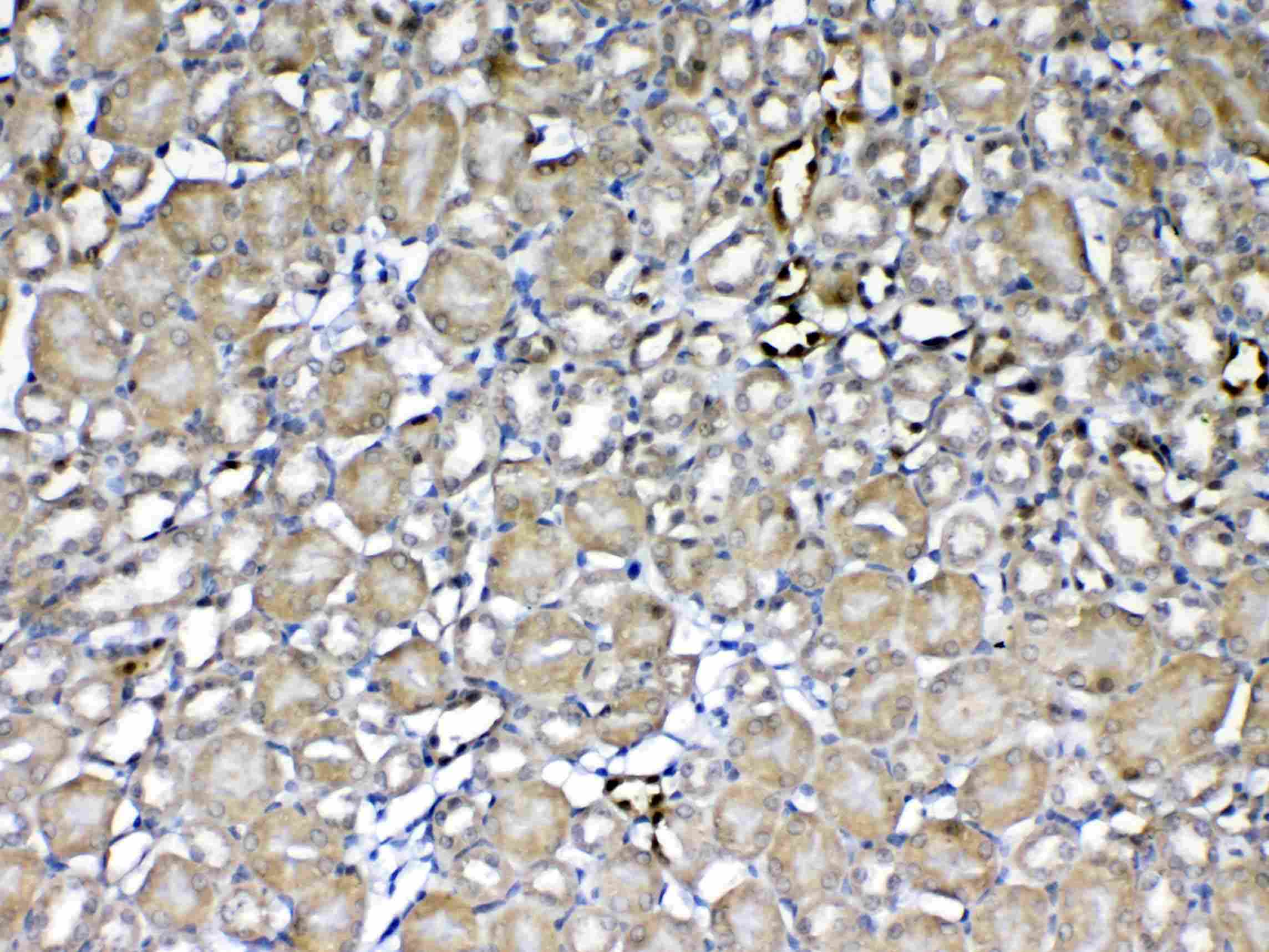 Polyclonal Rabbit anti-Mouse GSTP1 / GST Pi Antibody (IHC, WB)