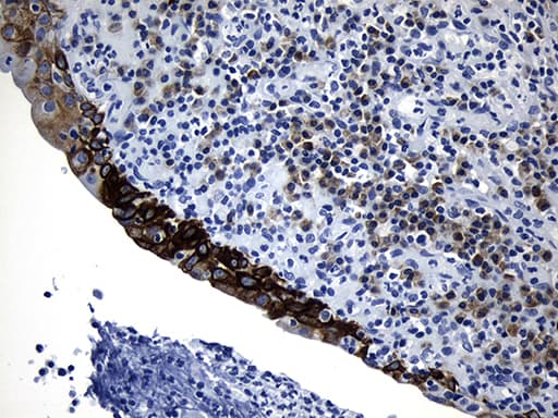 NAF-1 / CISD2 Antibody (clone OTI4D12)