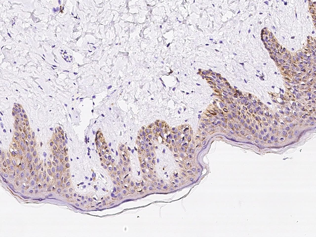 GM2A Antibody (Preservative Free)