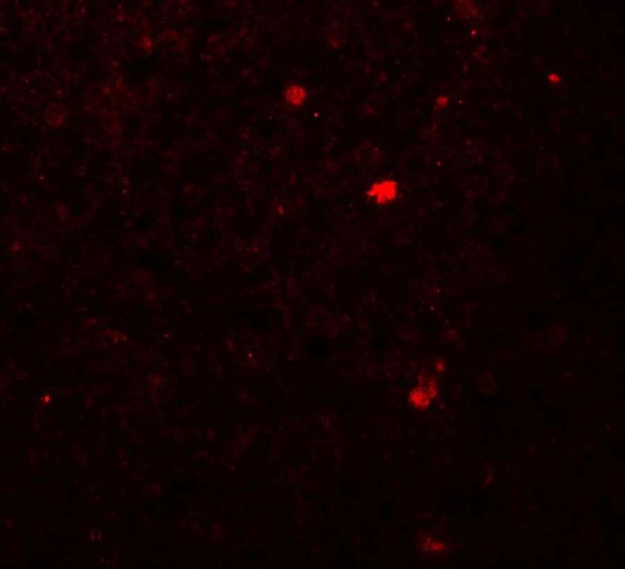Polyclonal Rabbit anti-Human LAMTOR2 Antibody (IHC, IF, WB)