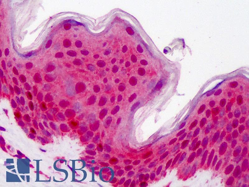 IHC-plus™ YWHAB / 14-3-3 Beta Antibody