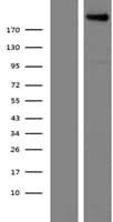 PLXNA4 / Plexin A4 Protein (Over-Expression Lysate Myc-DDK (Flag))