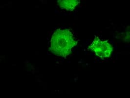 PRKY Antibody (clone OTI3D11, Carrier-free)