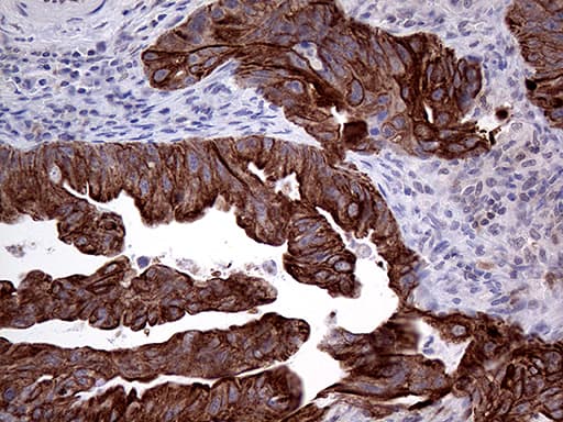 GTPCH1 / GCH1 Antibody (clone OTI5A1)