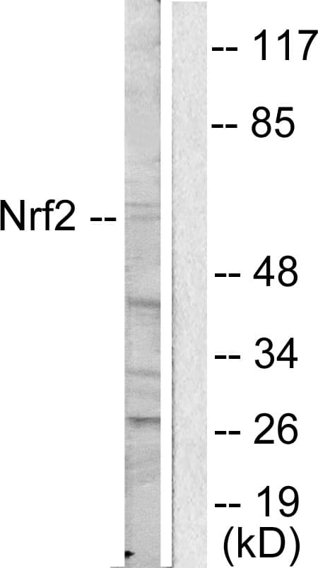 NFE2L2 / NRF2 Antibody (C-Terminus)
