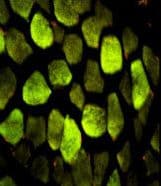 IHC-plus™ ATP5O Antibody (aa38-64)