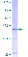 Human ATM Protein (Recombinant GST)