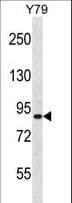 p84 / THOC1 Antibody (aa541-570)