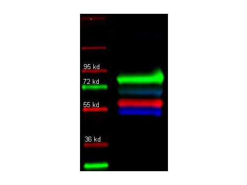 SERPINA1 / Alpha 1 Antitrypsin Antibody