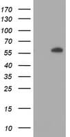 AKT1 Antibody (clone OTI4D6)