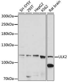 ULK2 Antibody