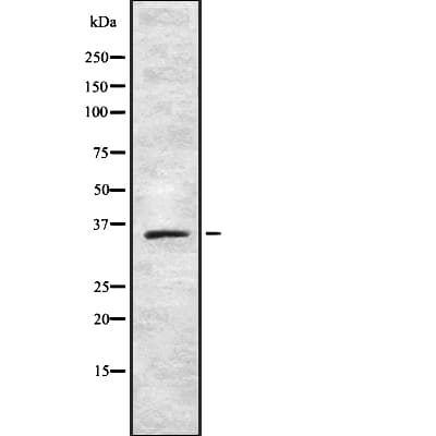 T2R42 / TAS2R42 Antibody