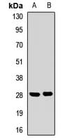 SPRR3 Antibody
